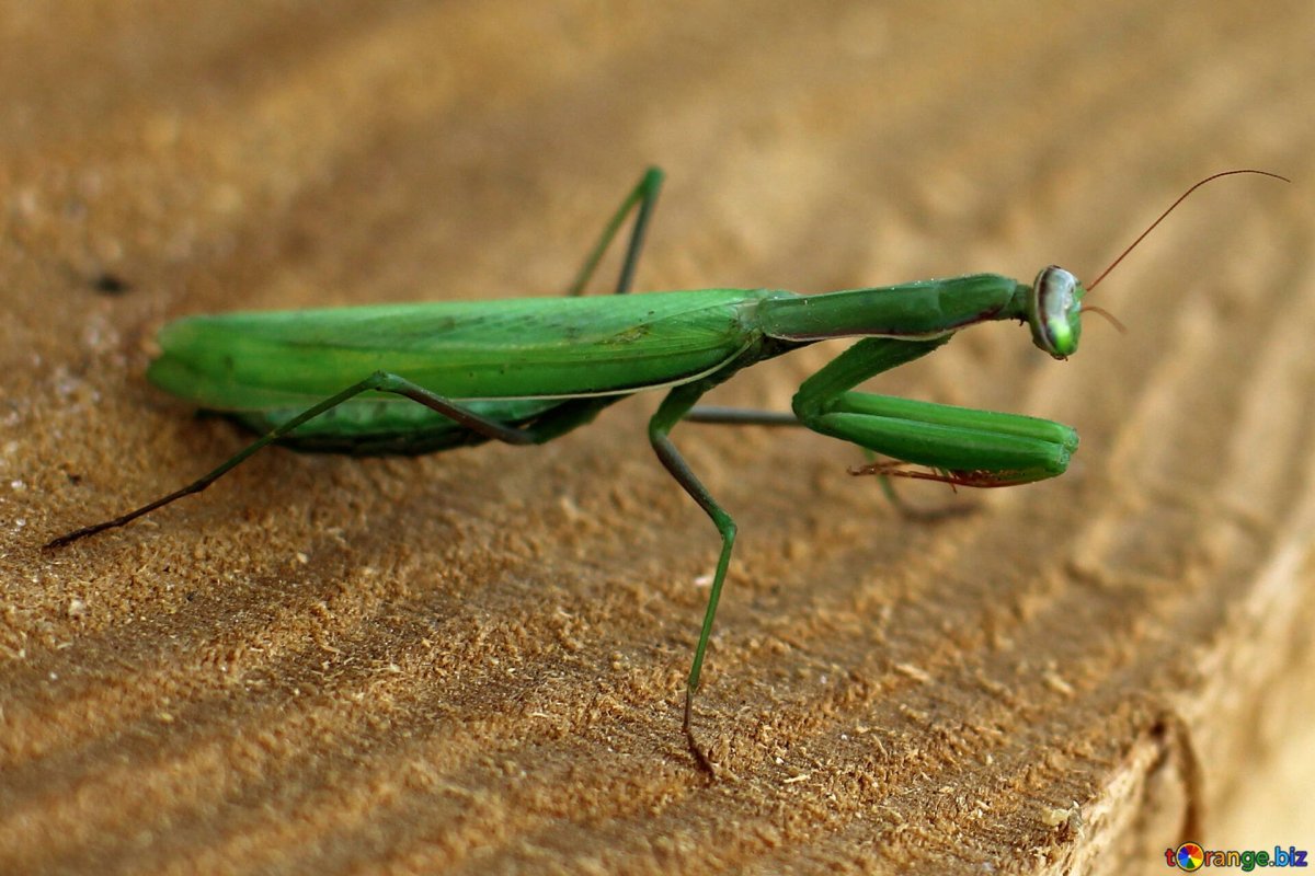 Богомол в средней полосе России