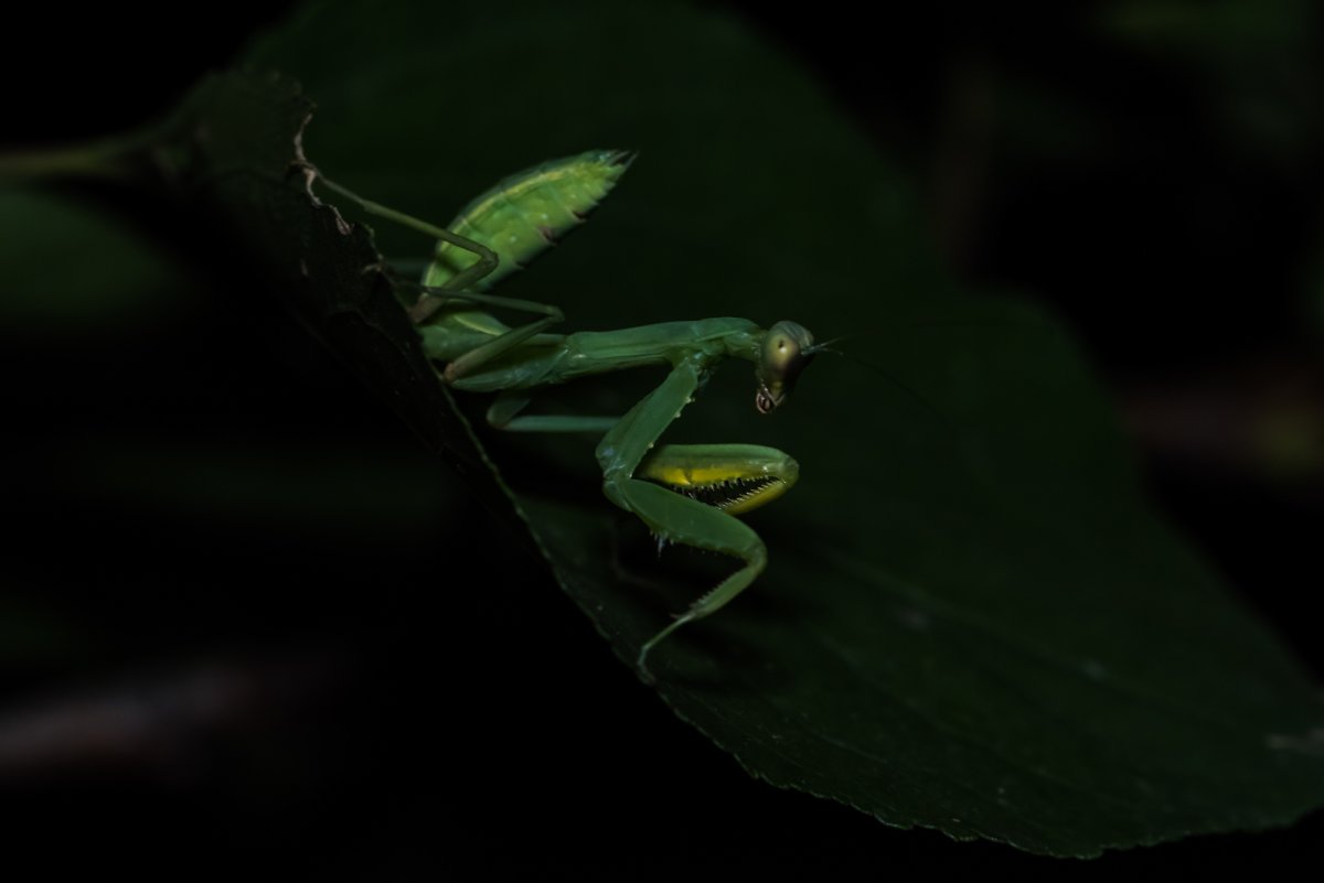 Богомол в августе