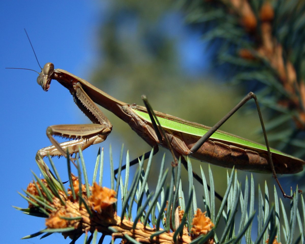 Богомол обыкновенный коричневый
