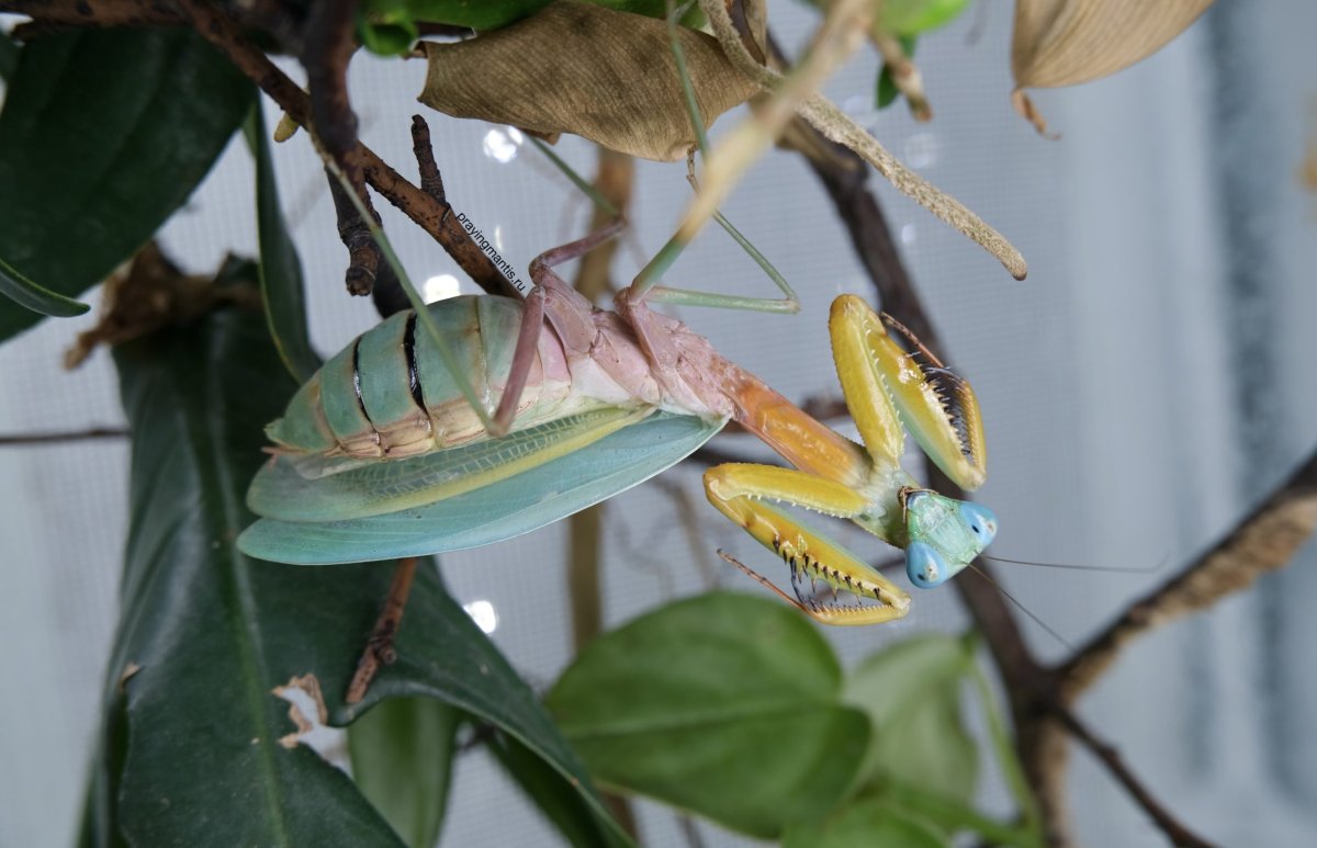 Древесный богомол (Hierodula SP. Vietnam)