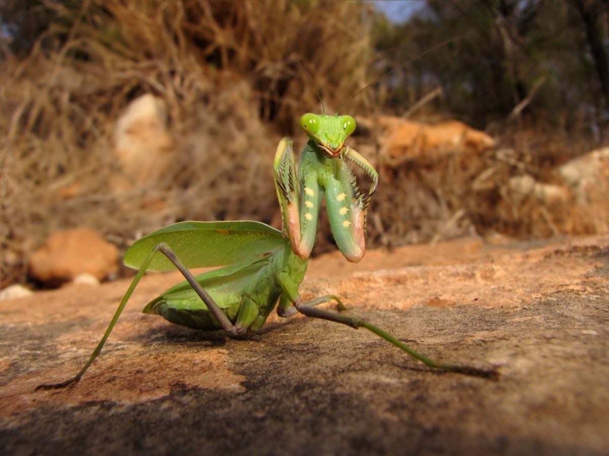 Виридис богомол