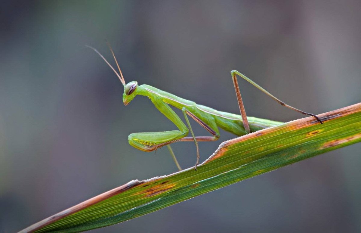 Богомол обыкновенный богомол обыкновенный