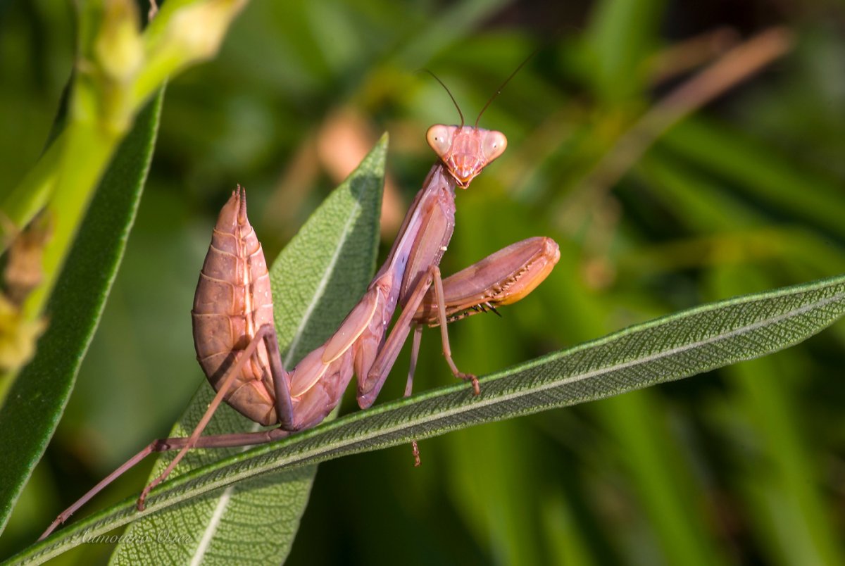Богомол обыкновенный коричневый