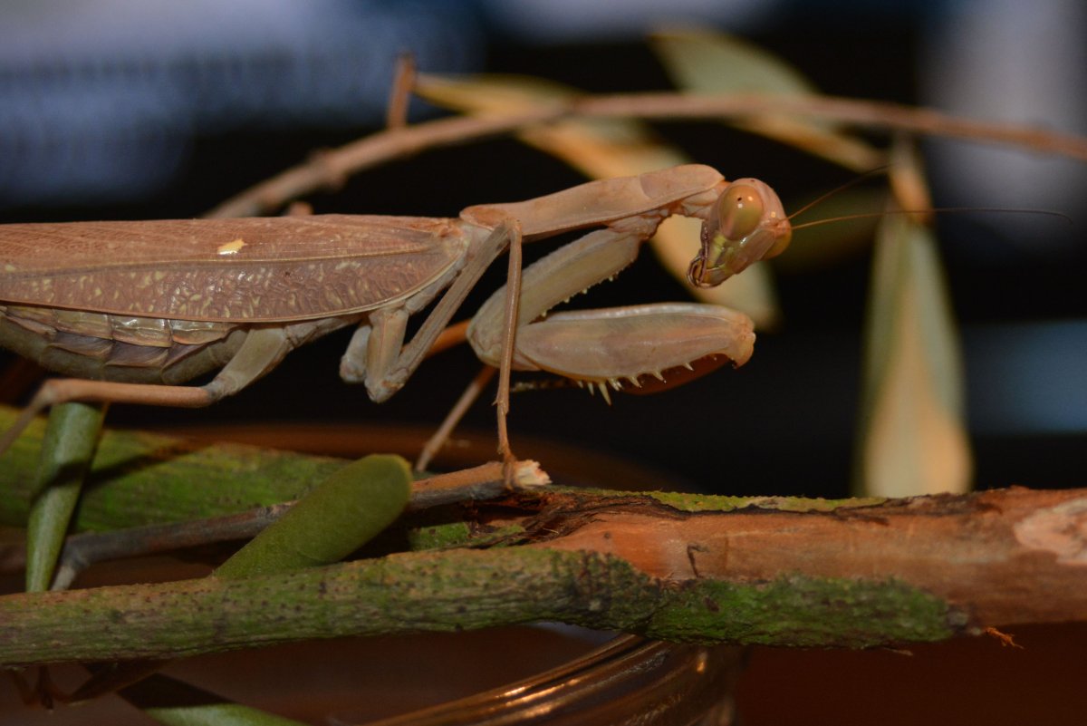 Богомол Sphodromantis Centralis
