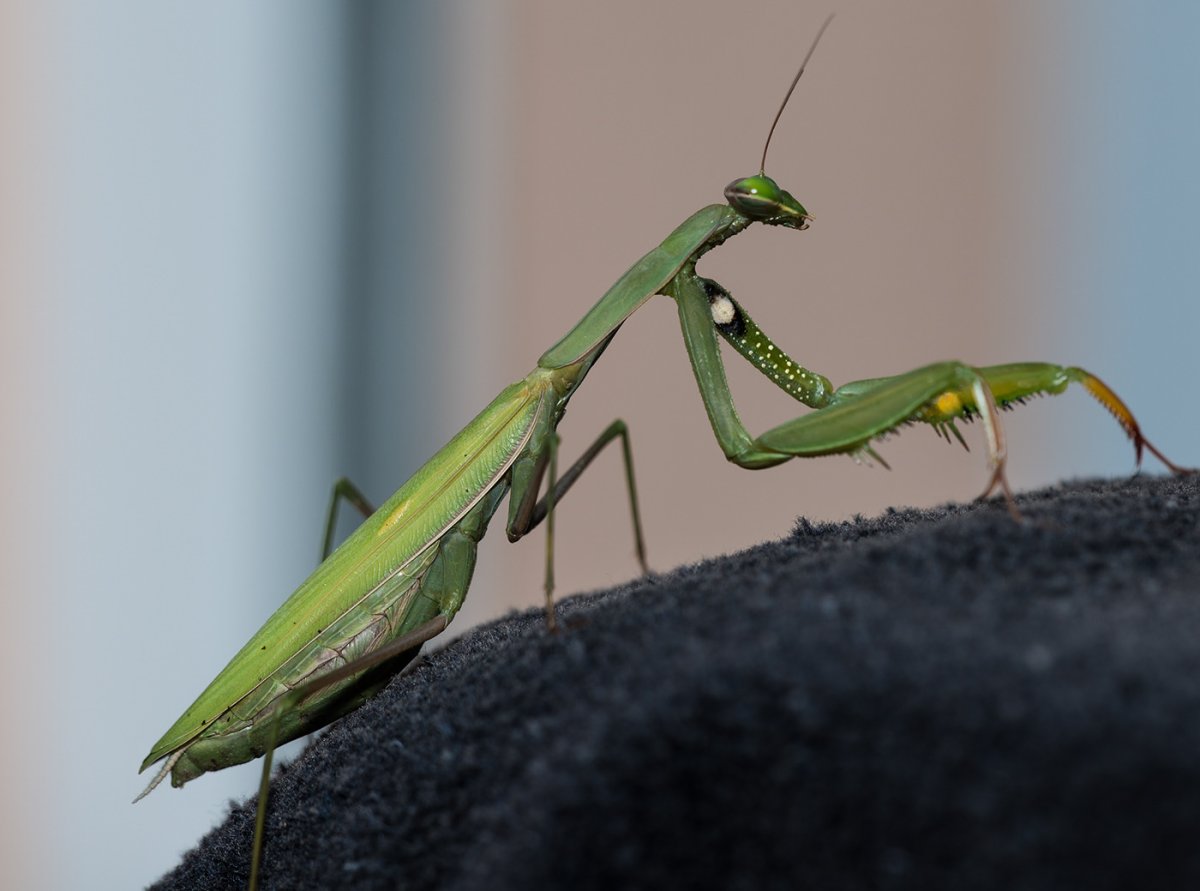 Императорский богомол