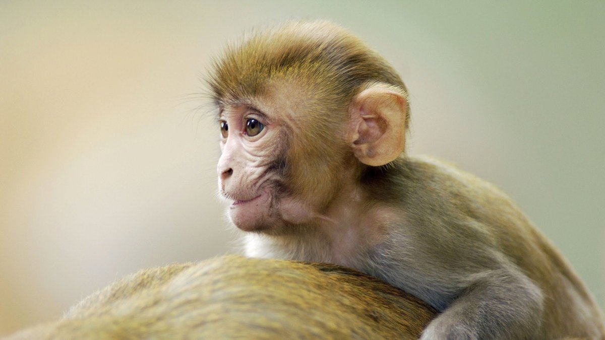 Обезьянка с ушами