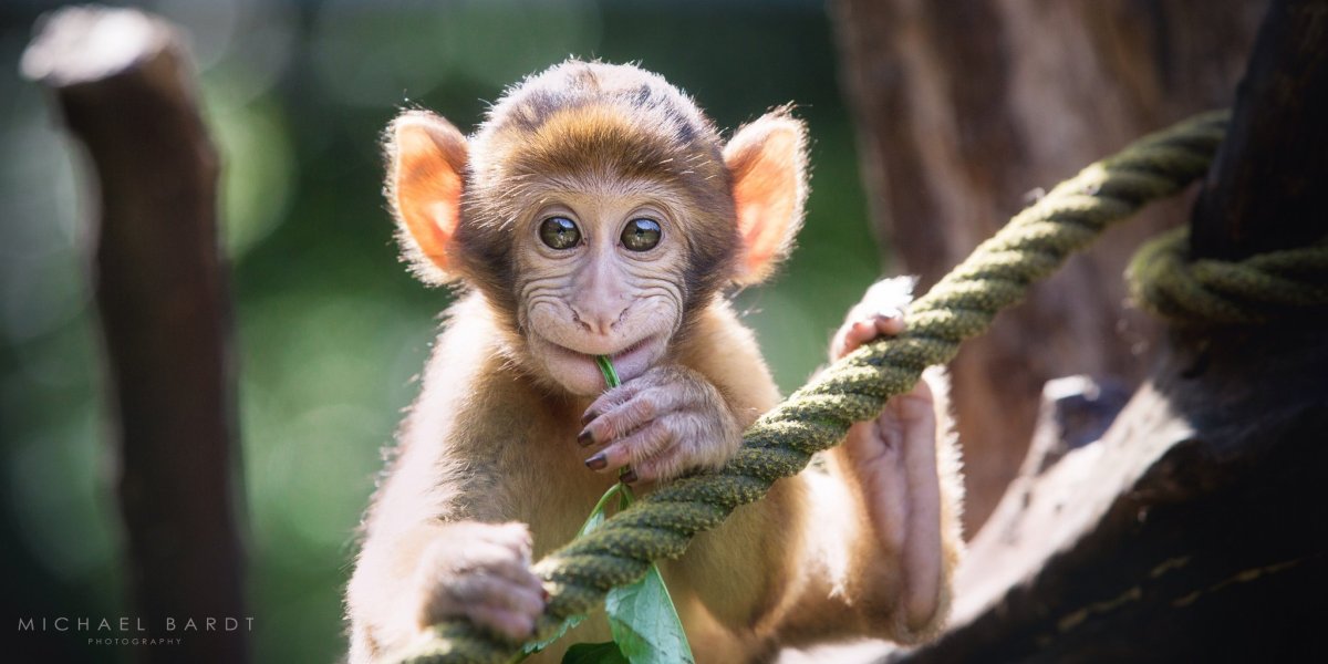 Ушастая обезьяна