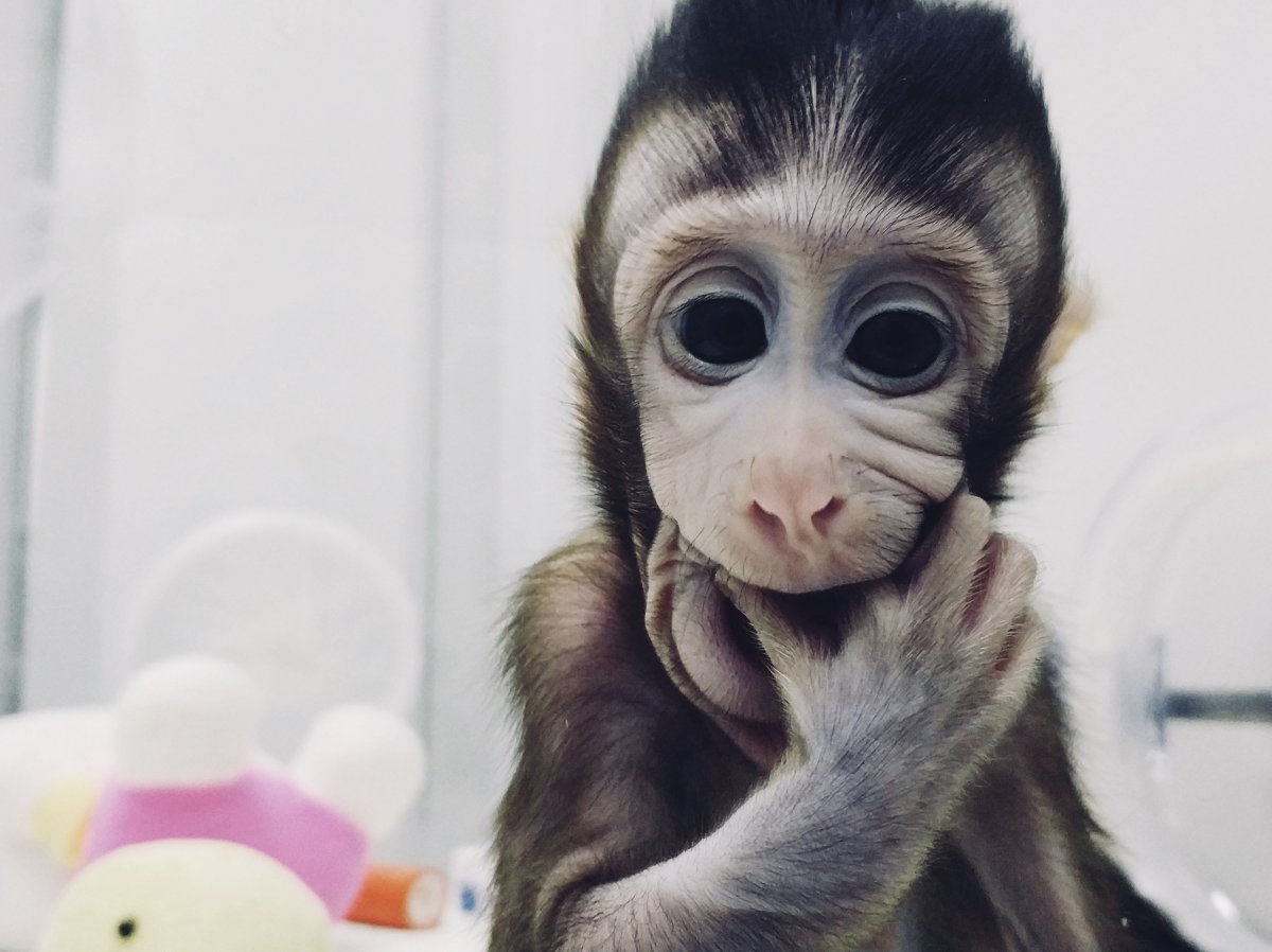 Обезьяна с бровями