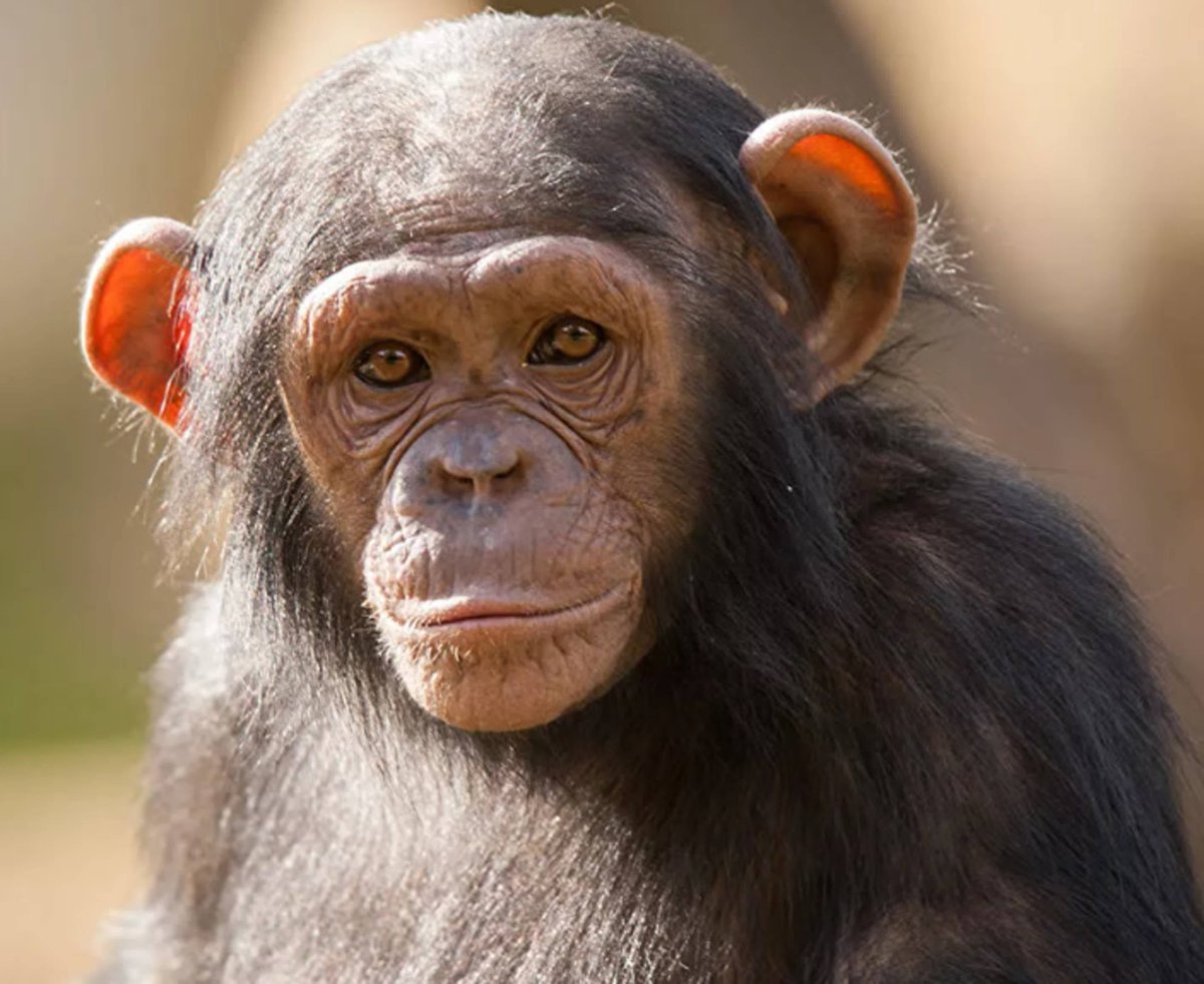 ВАЛАКАС Гиббон