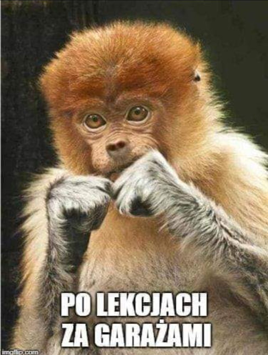 Николаич обезьяна