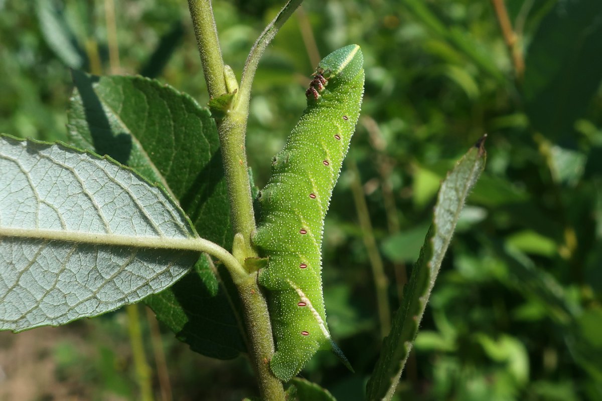 Гусеница БРАЖНИКА Севастополь