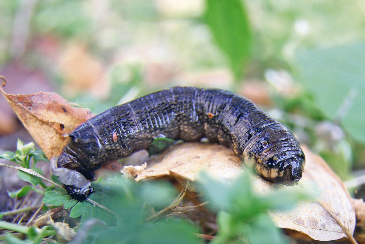 Гусеница БРАЖНИКА винного среднего