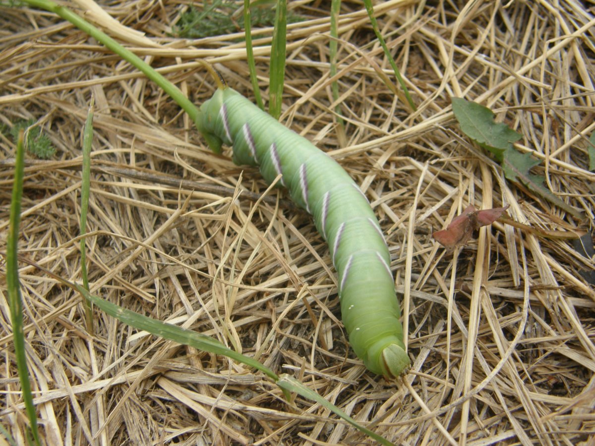 Бражник облепиховый гусеница
