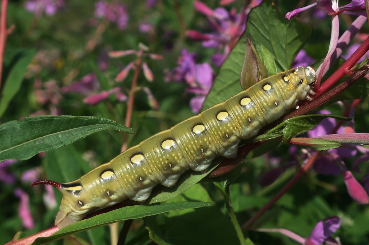 Гусеница БРАЖНИКА подмаренникового