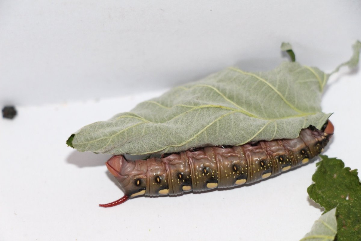 Гусеница БРАЖНИКА подмаренникового