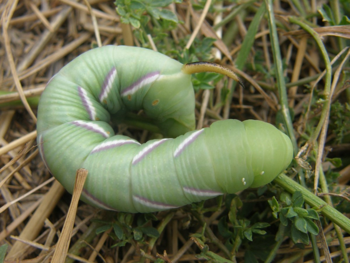 Sphinx ligustri гусеница