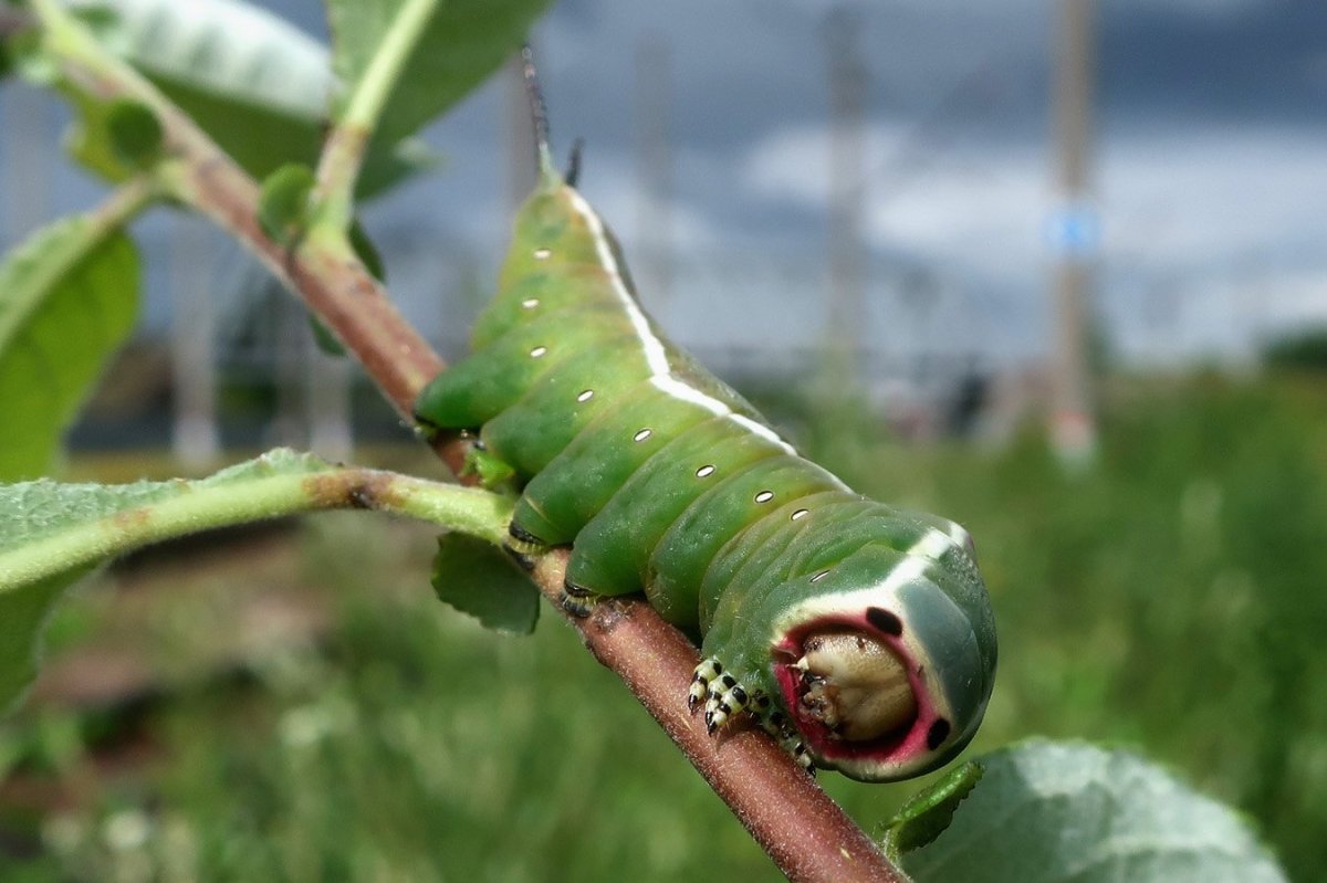 Гусеница Cerura vinula