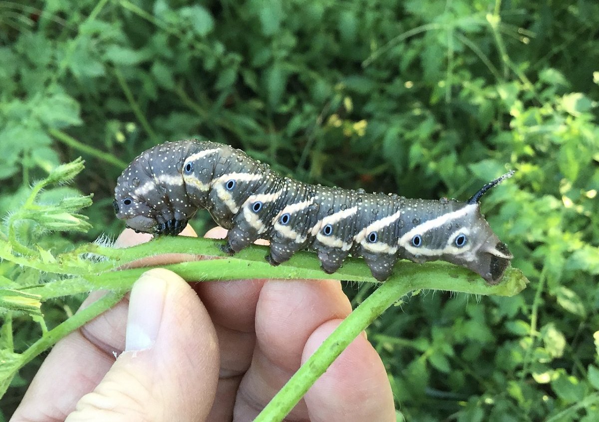 Gray Hornworm