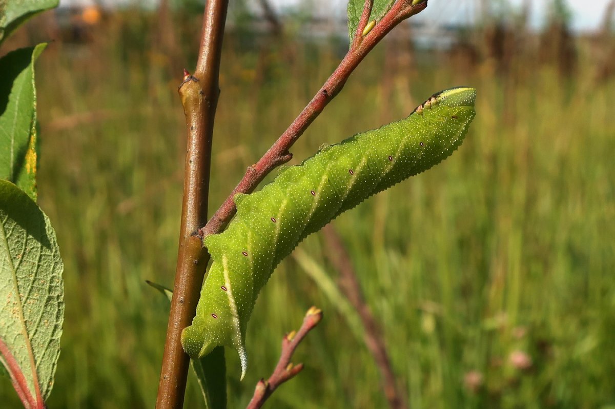 Винный Бражник гусеница