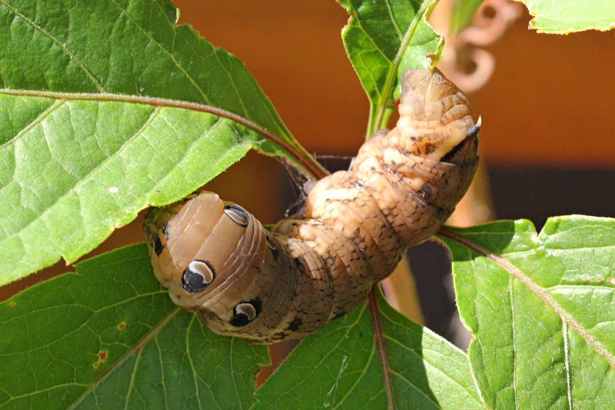 Винный Бражник гусеница