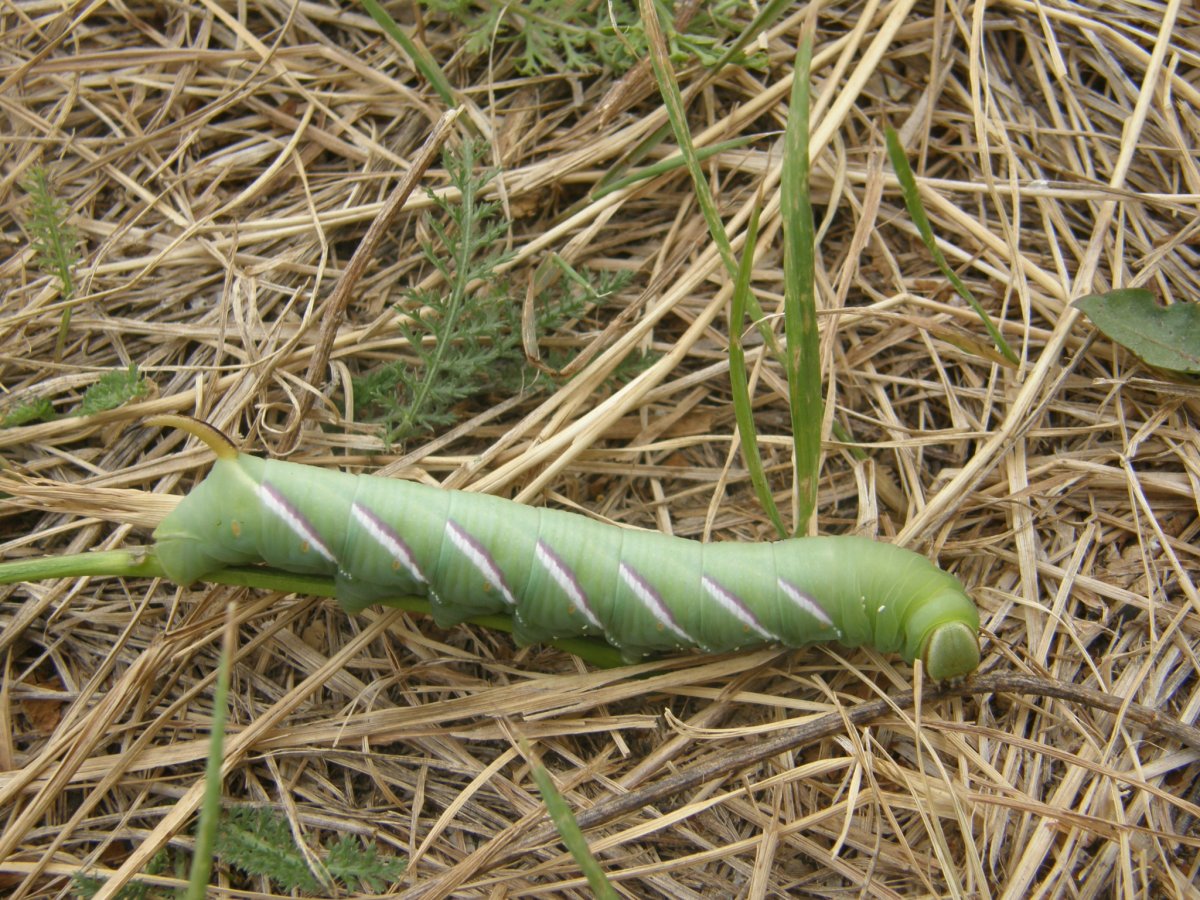 Бражник гусеница голубая