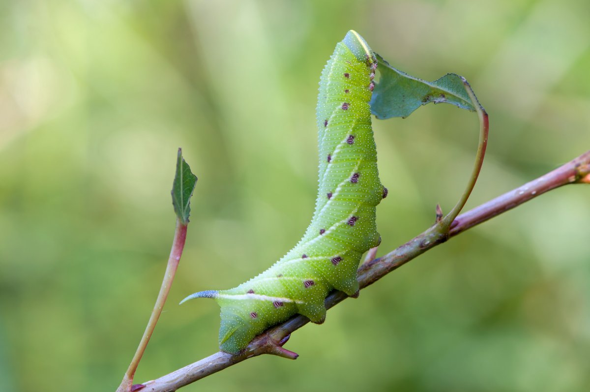 Бражник глазчатый гусеница