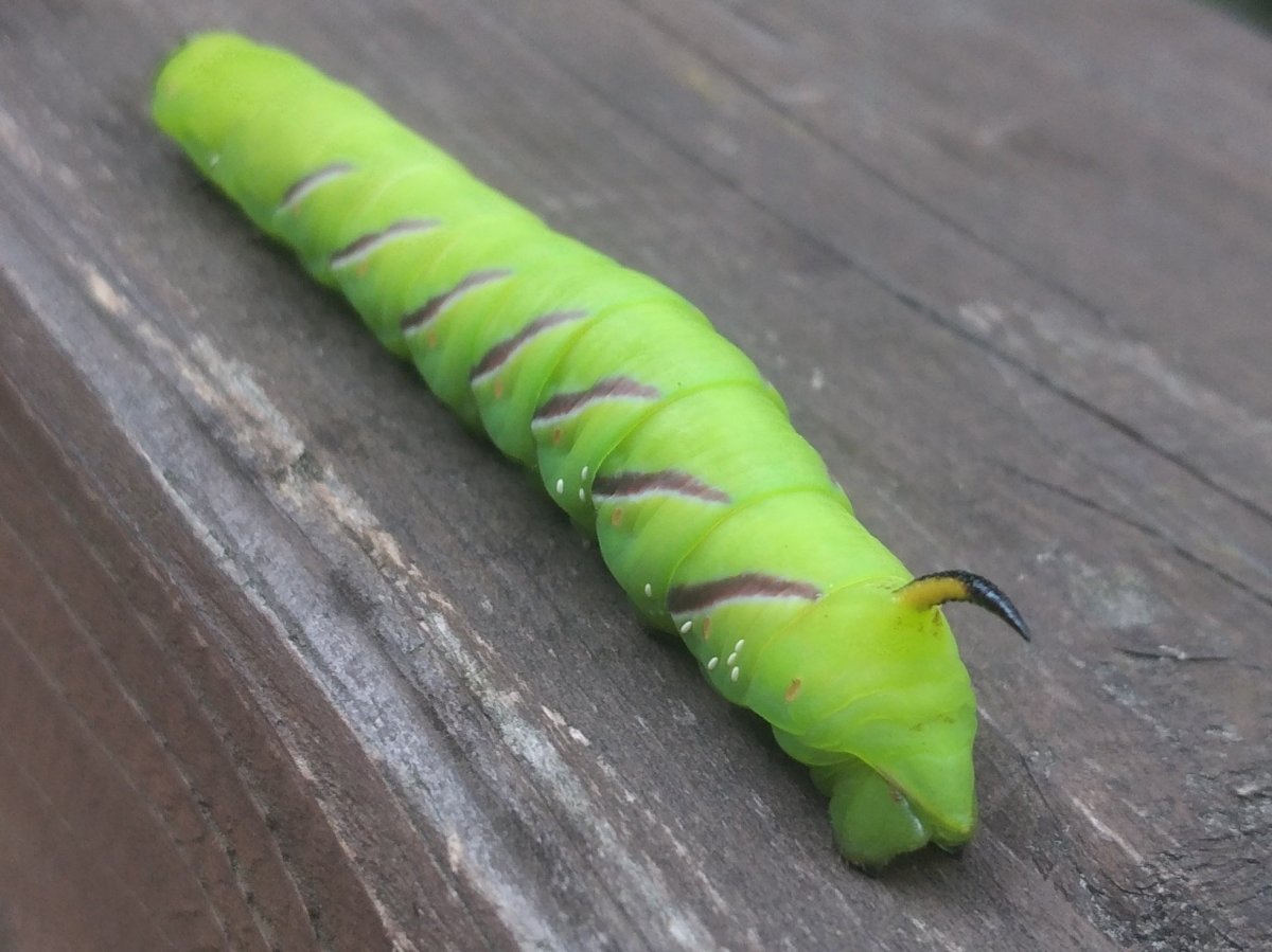 Алтайская Колибри