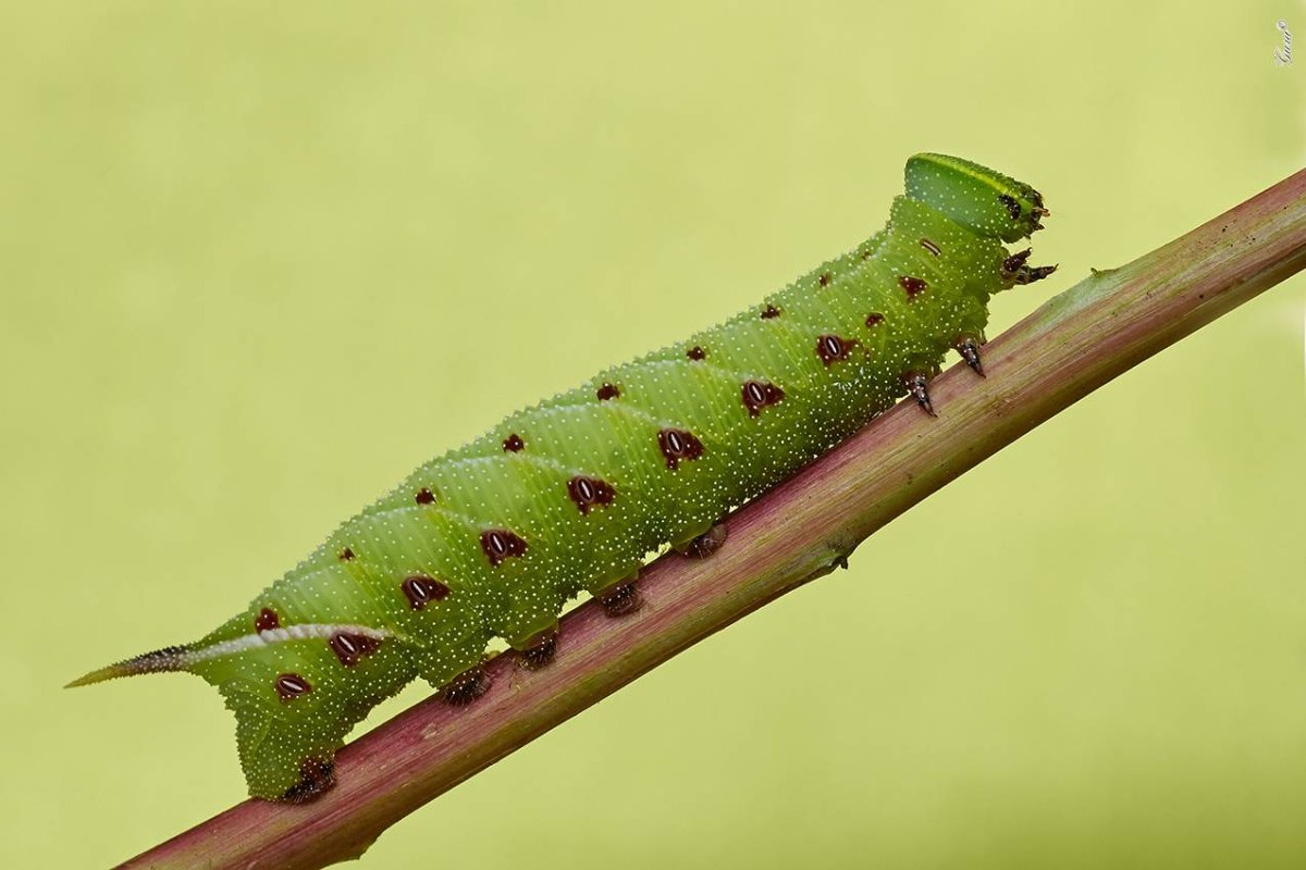 Бражник глазчатый гусеница