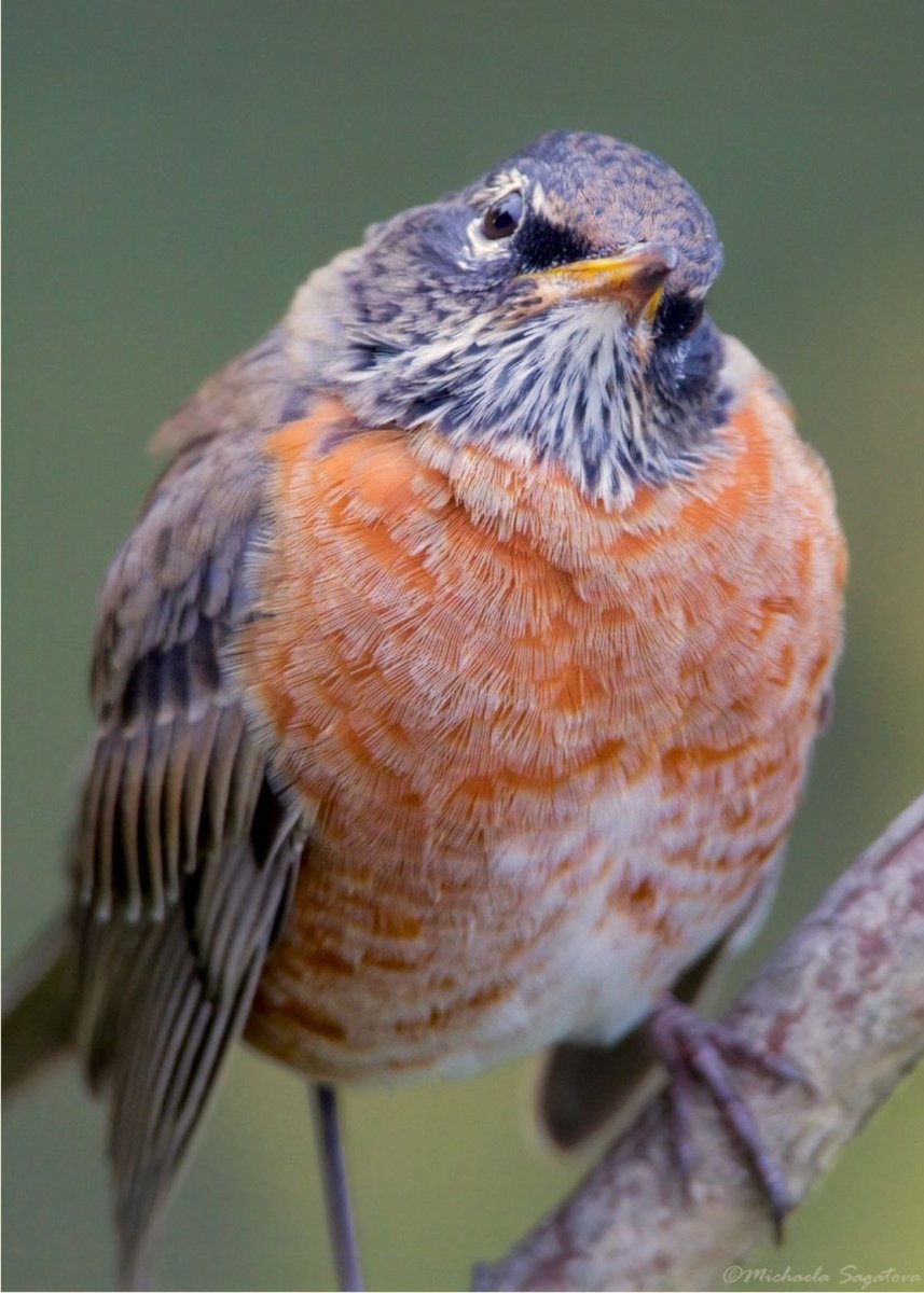 Американский Дрозд turdus migratorius