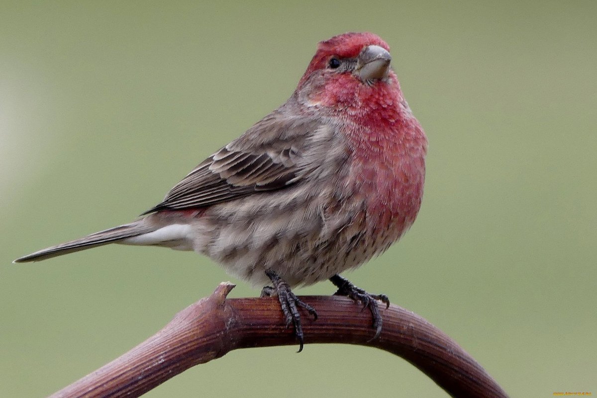 Птичка с розовой грудкой