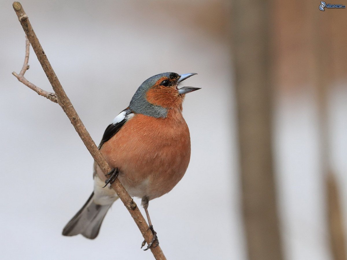 Зяблик Геншин