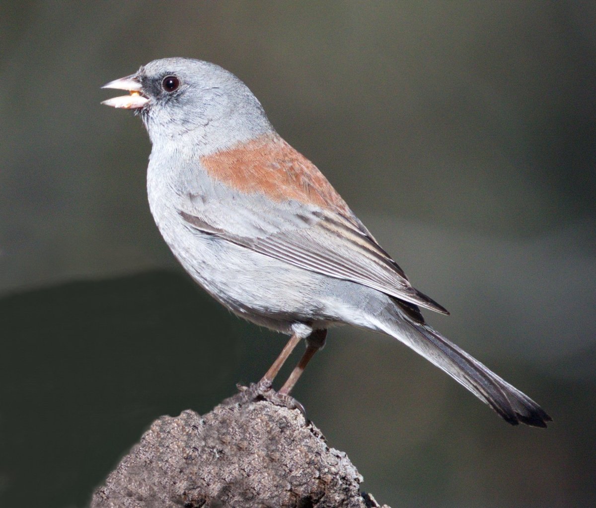 Розовый танагровый певун / Cardellina versicolor