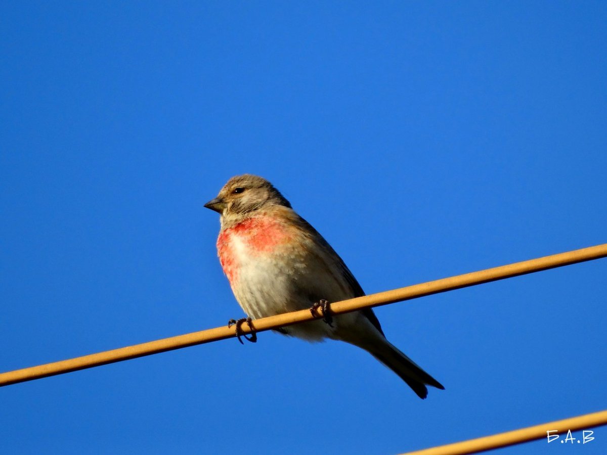 Перелетные птицы с красной грудкой