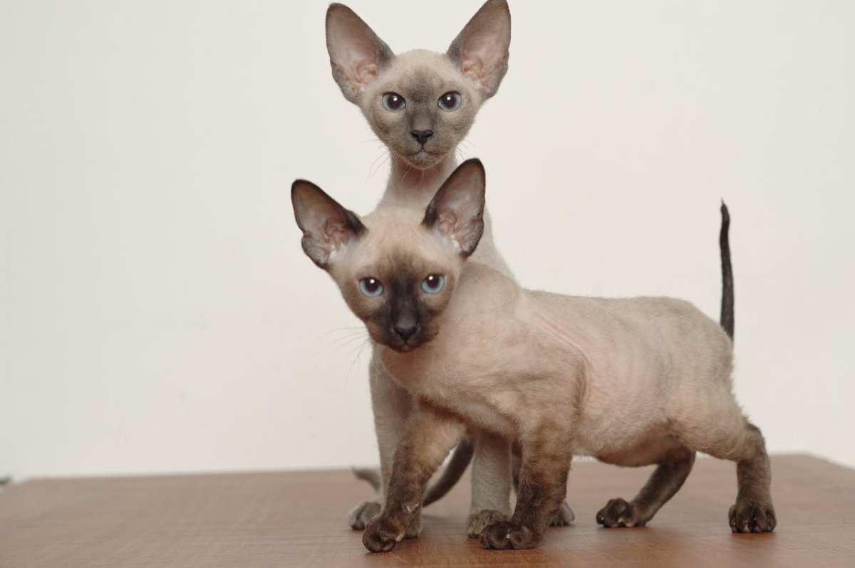 Кошка сфинкс Ориентал