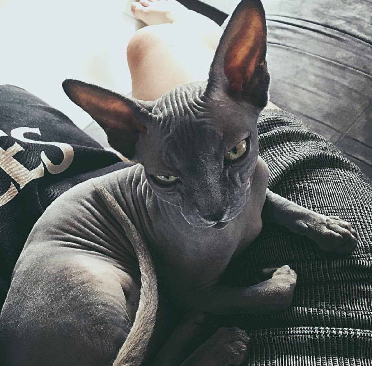 Чёрный сфинкс рэпер