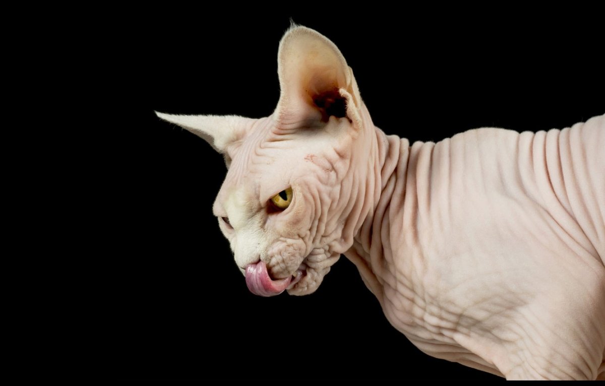 Кошка сфинкс показывает язык