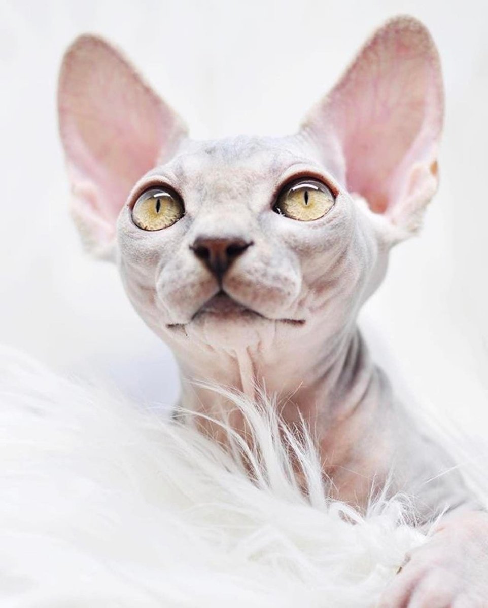 Сфинкс кошка