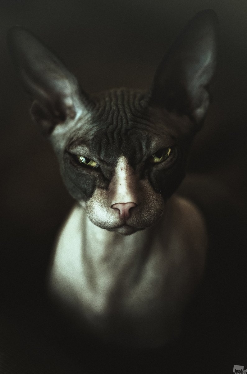 Сфинкс кошка