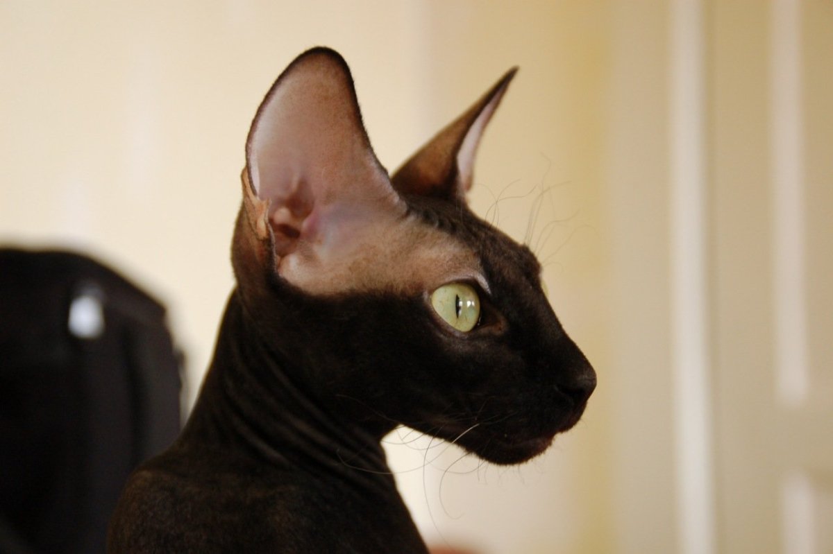 Сфинкс Петерболд черный