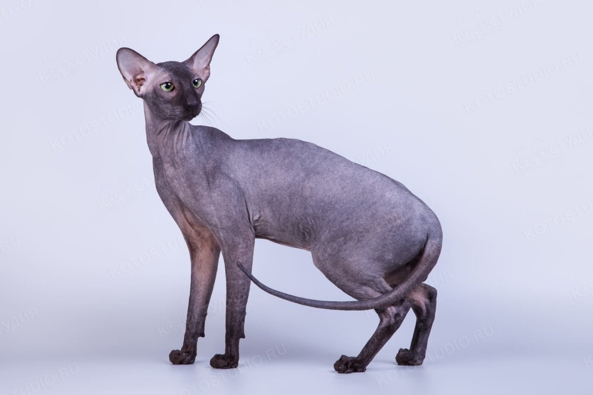 Сфинкс Петерболд