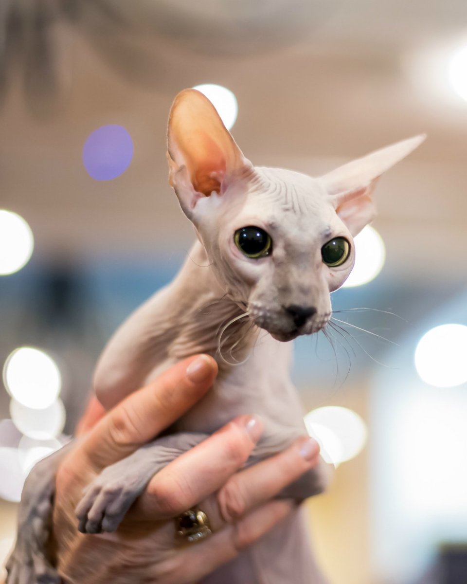 Сфинкс Петерболд