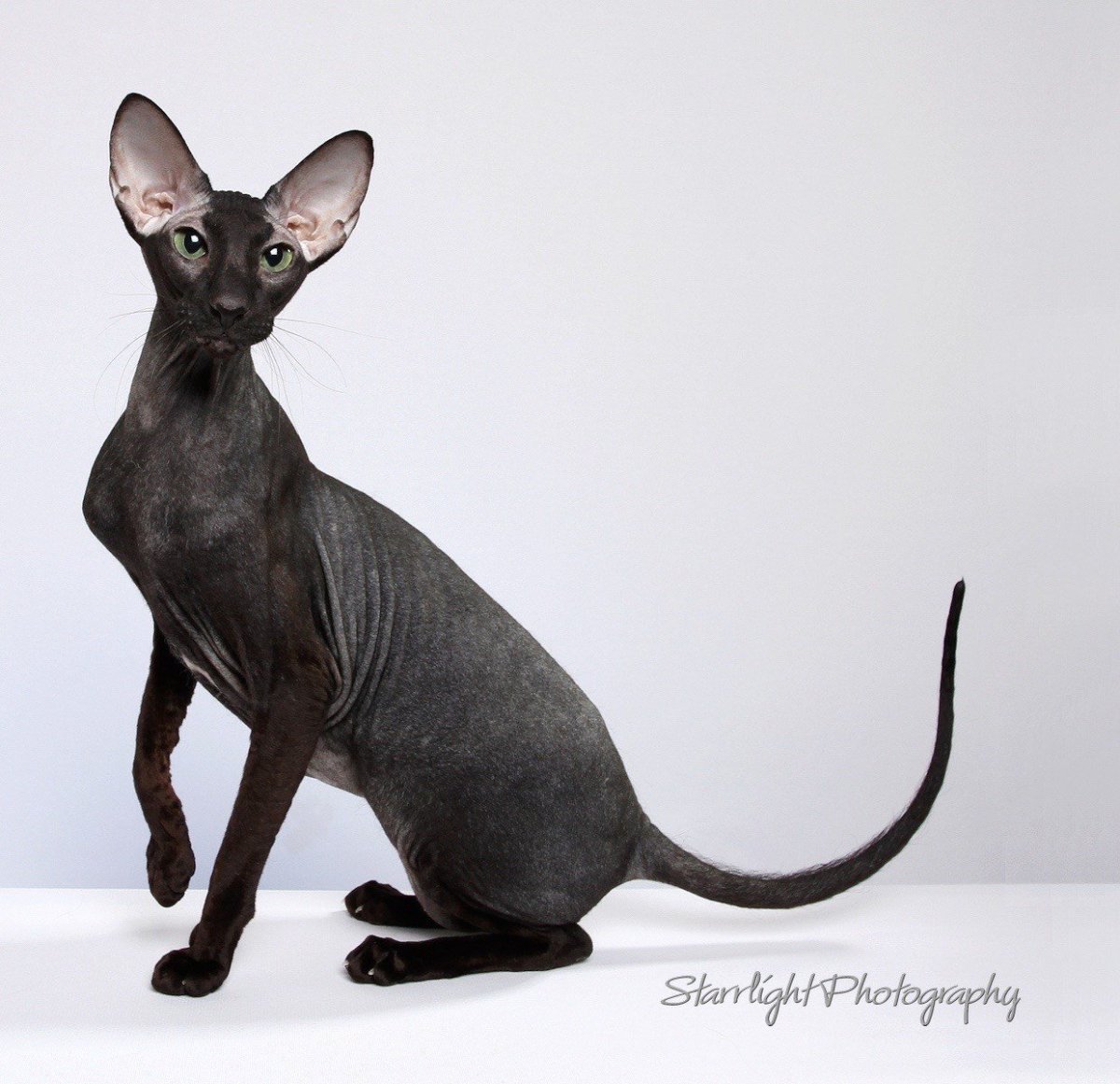 Сфинкс Петерболд