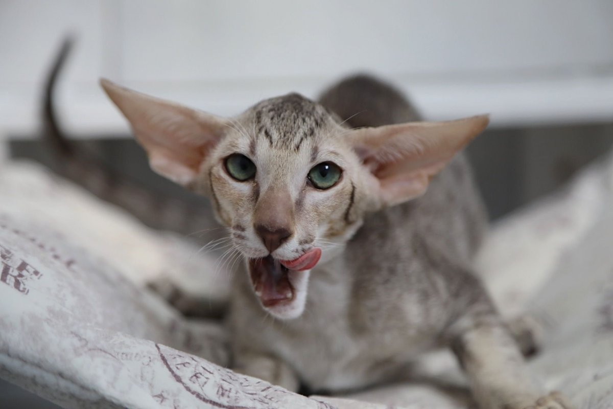 Кот Ориентал глад ВАЛАКАС