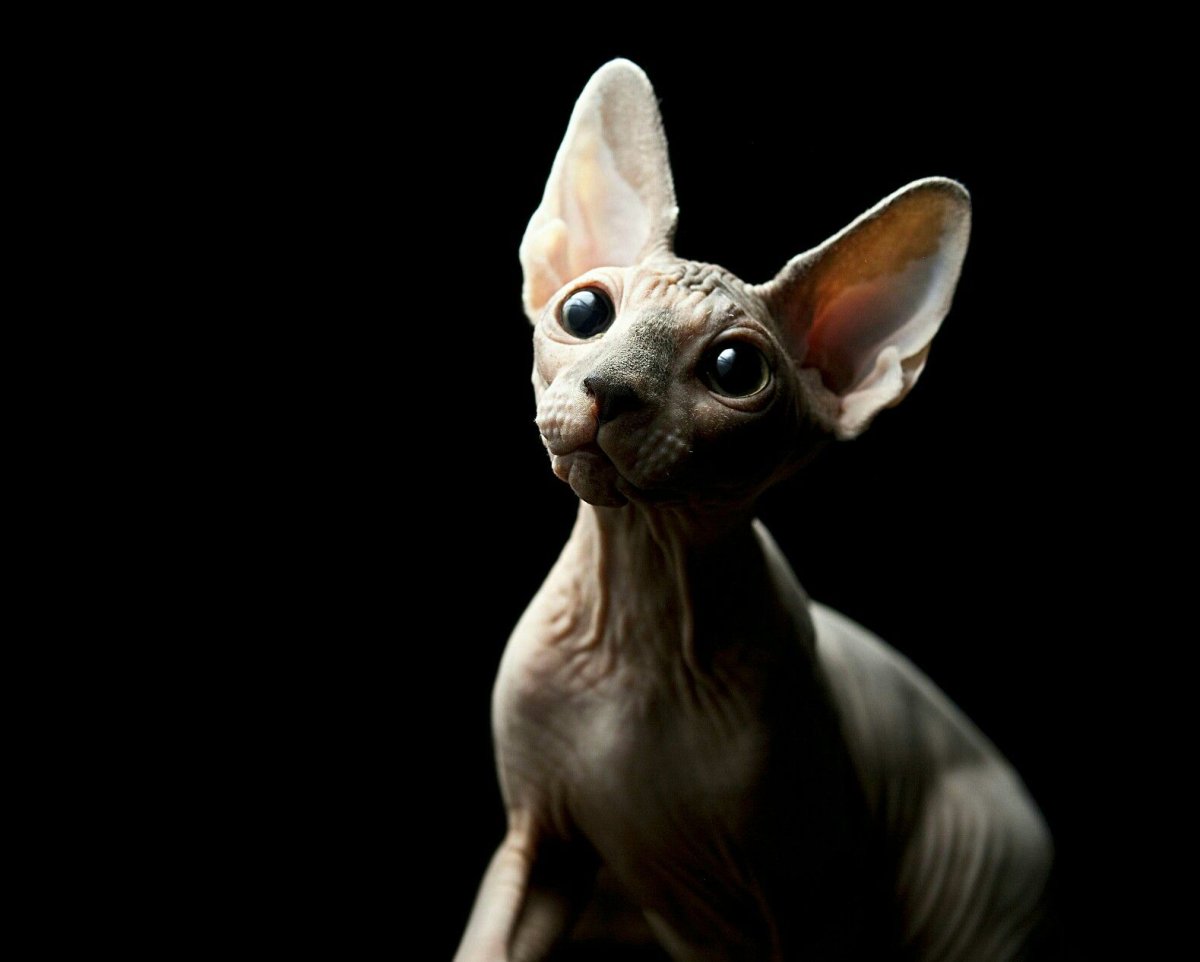 Сфинкс с ожерельем