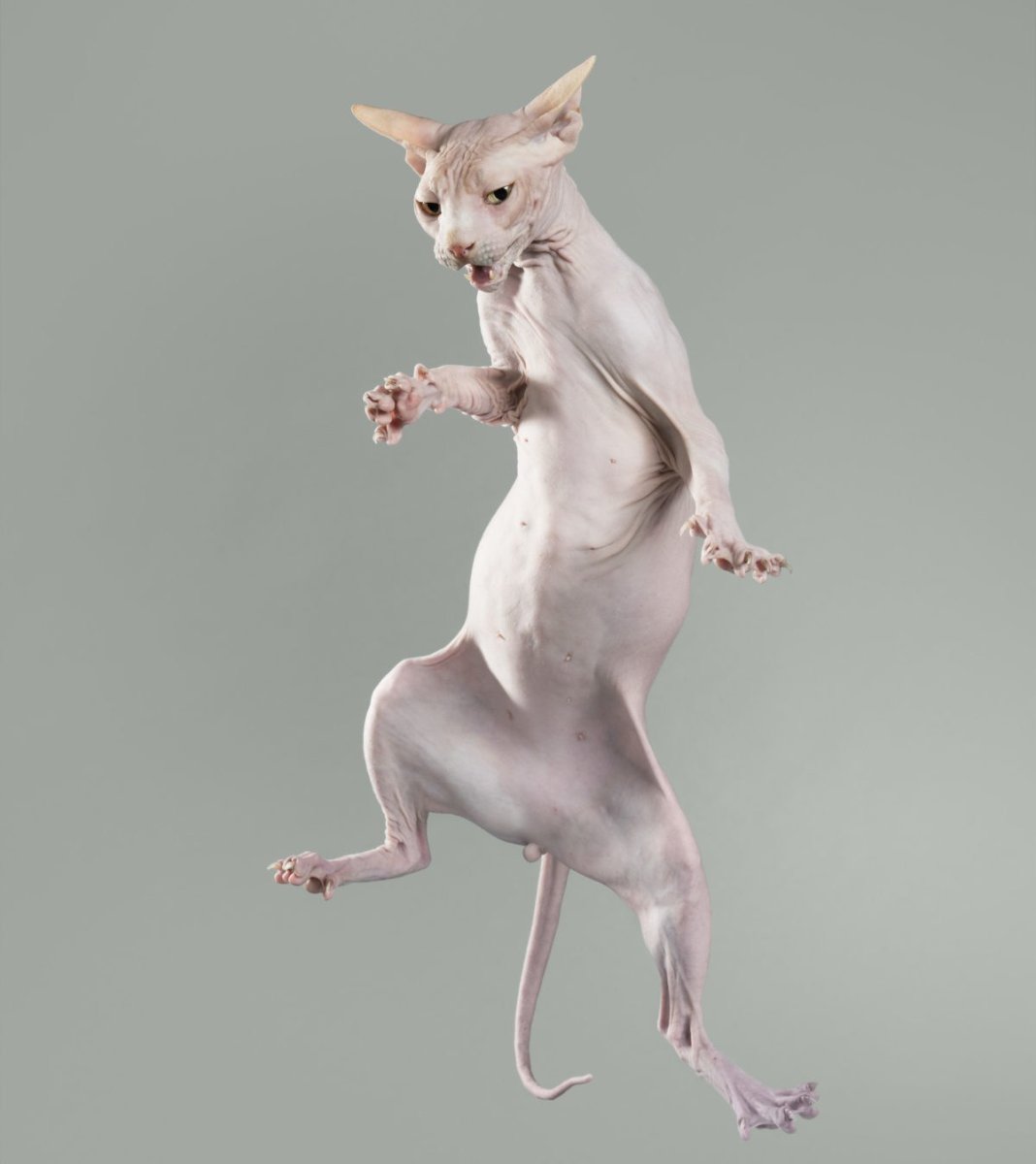 Лысый кот в прыжке