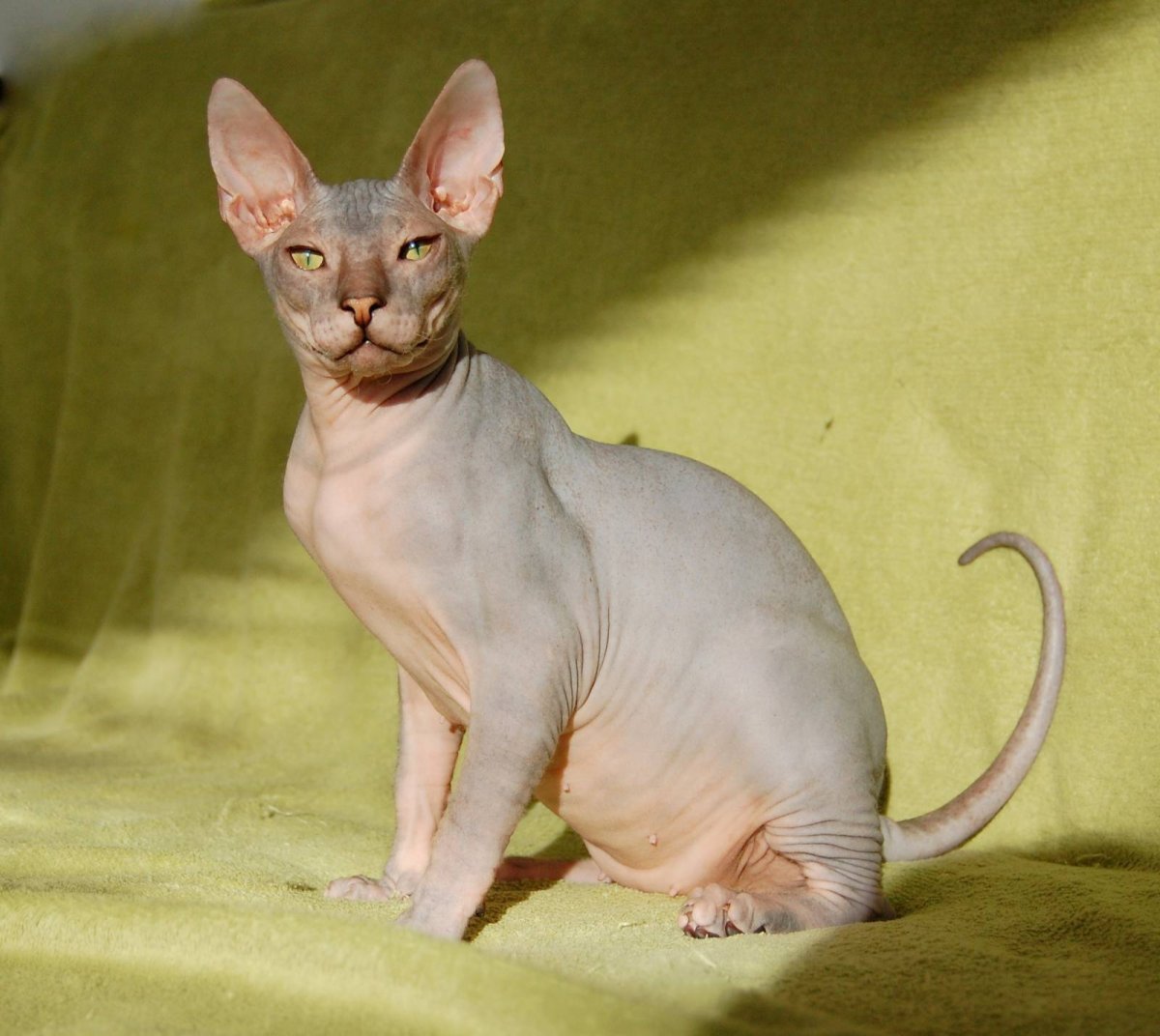 Сфинкс Петерболд