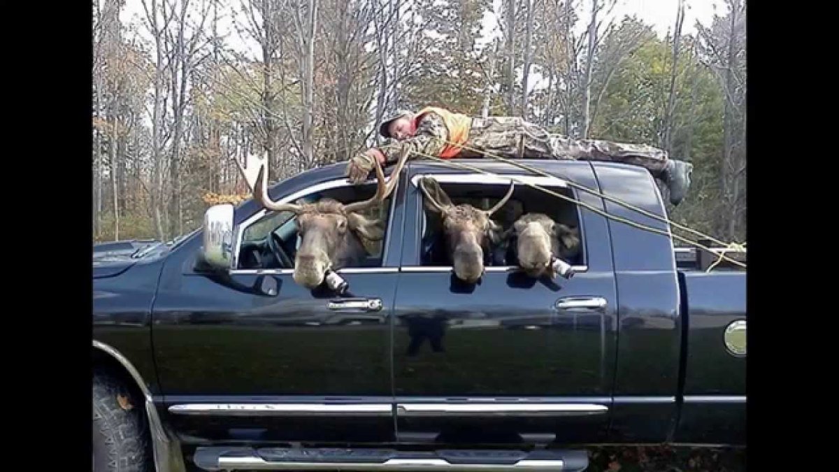 Лось прикол