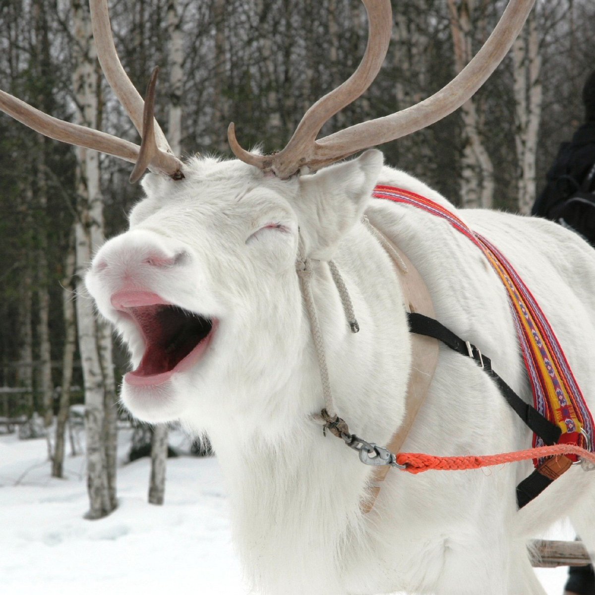 Олень смеется