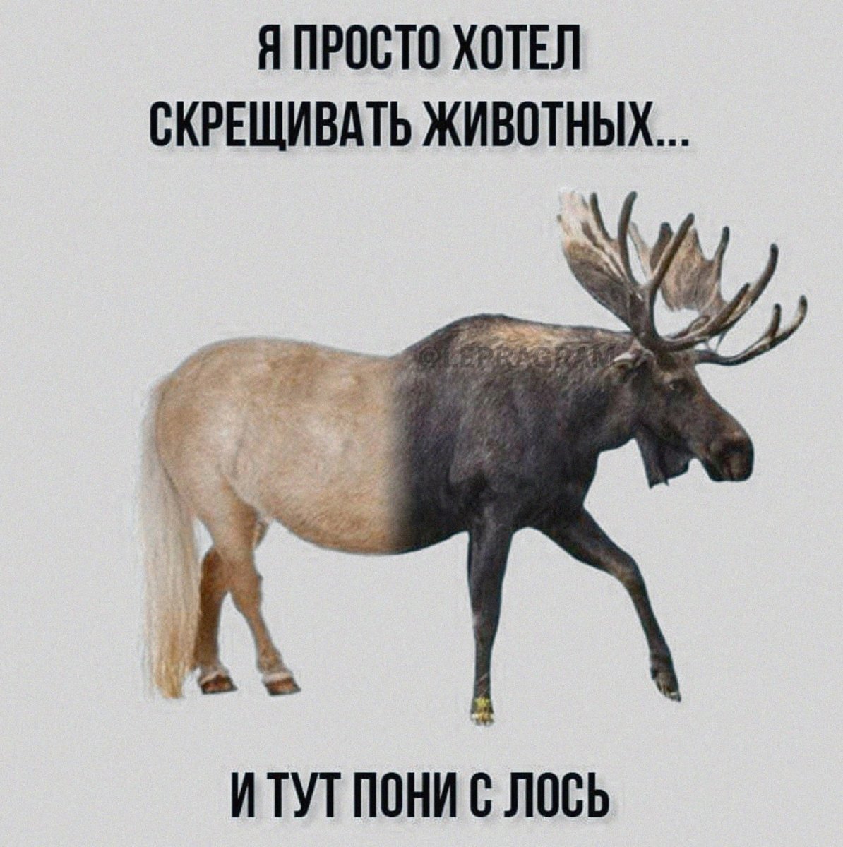 Я просто хотел скрещивать животных и тут пони с Лось