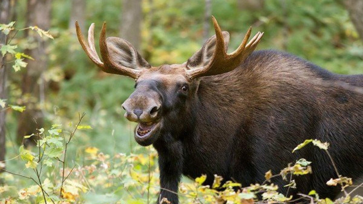 Лось смеется